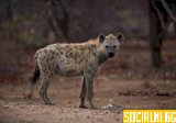 Петнистата хиена- много повече от зъл смях