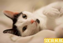 Поведение и реакции на котката