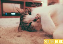 Котката като домашен любимец