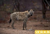 Петниста хиена