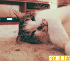 Котката като домашен любимец