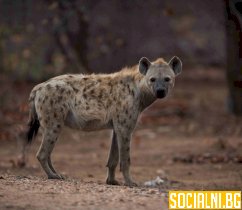 Петниста хиена