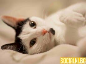 Поведение и реакции на котката