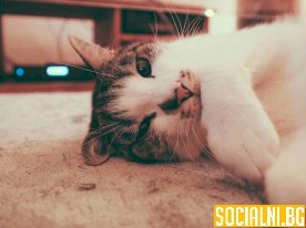 Котката като домашен любимец