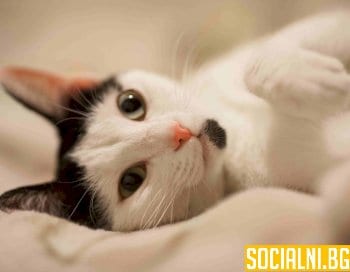 Поведение и реакции на котката