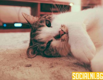 Котката като домашен любимец