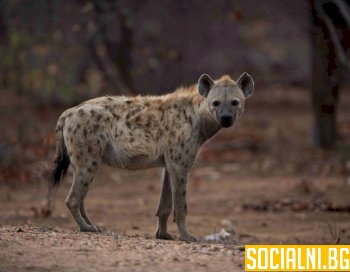 Петниста хиена