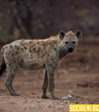 Петниста хиена