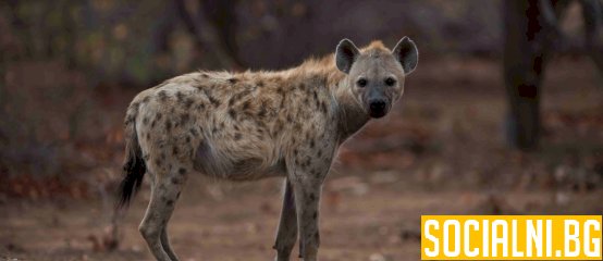 Петниста хиена