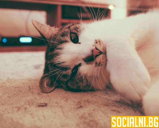 Котката като домашен любимец