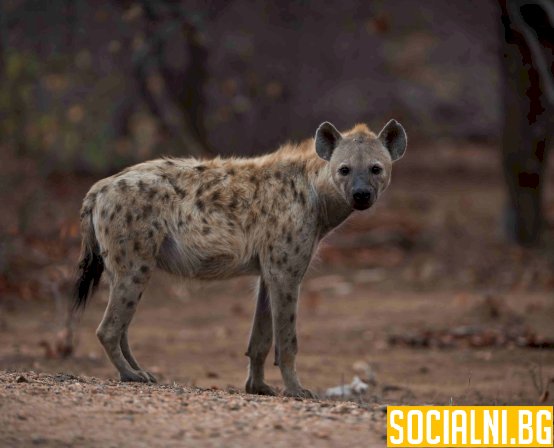 Петниста хиена