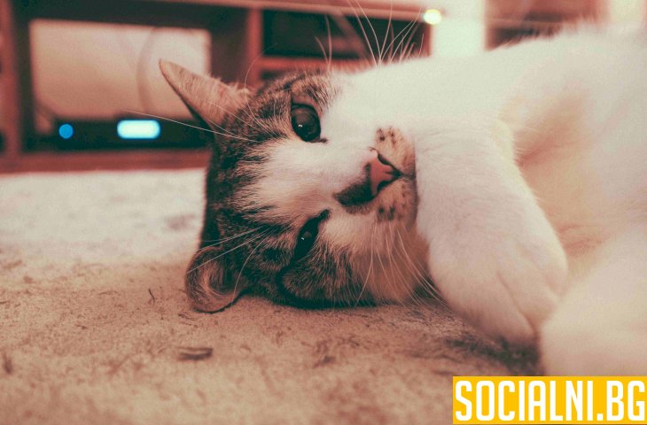 Котката като домашен любимец